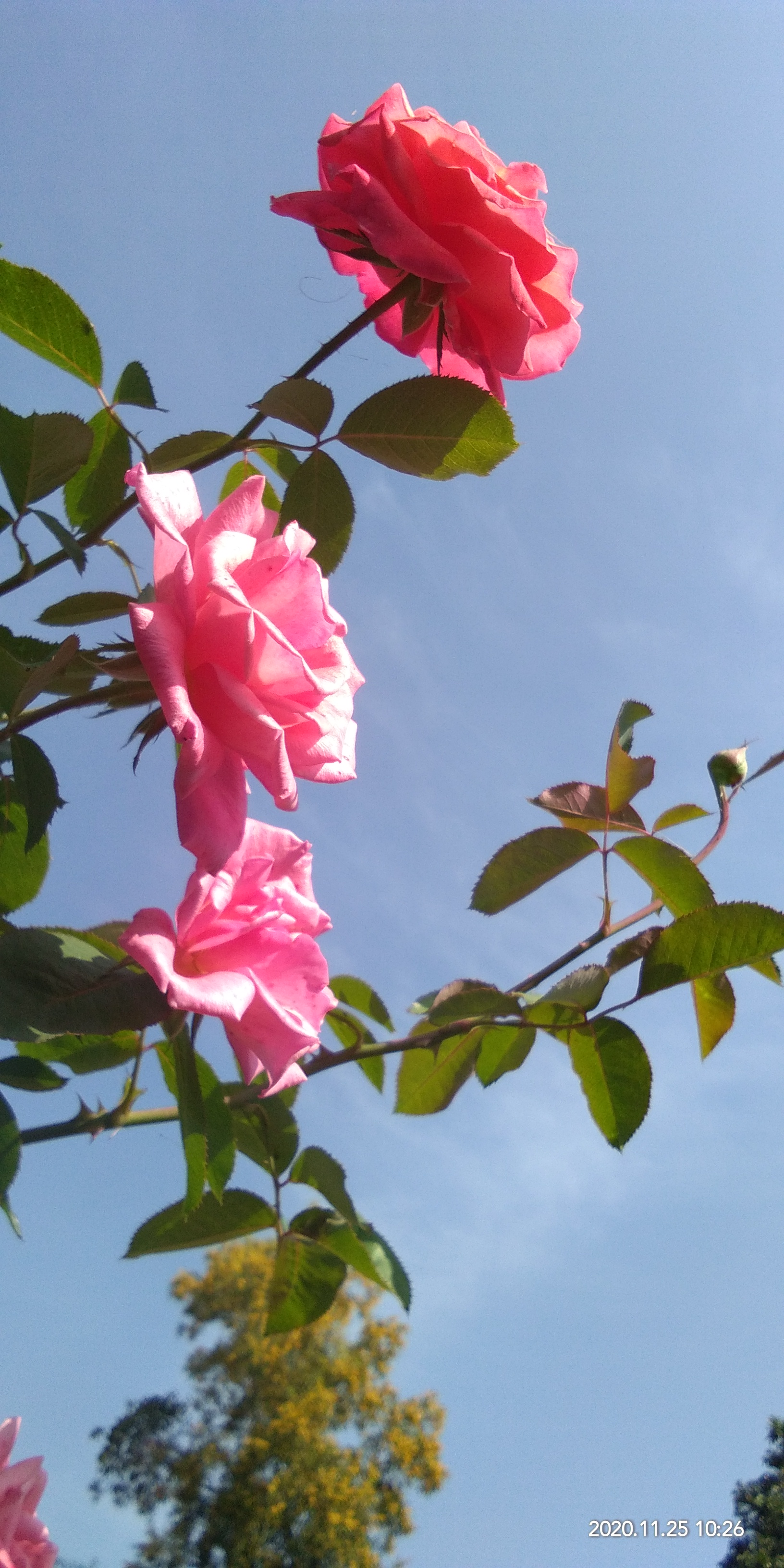 সত্যি কারের ভালোবাসা & জীবন থেকে নেওয়া